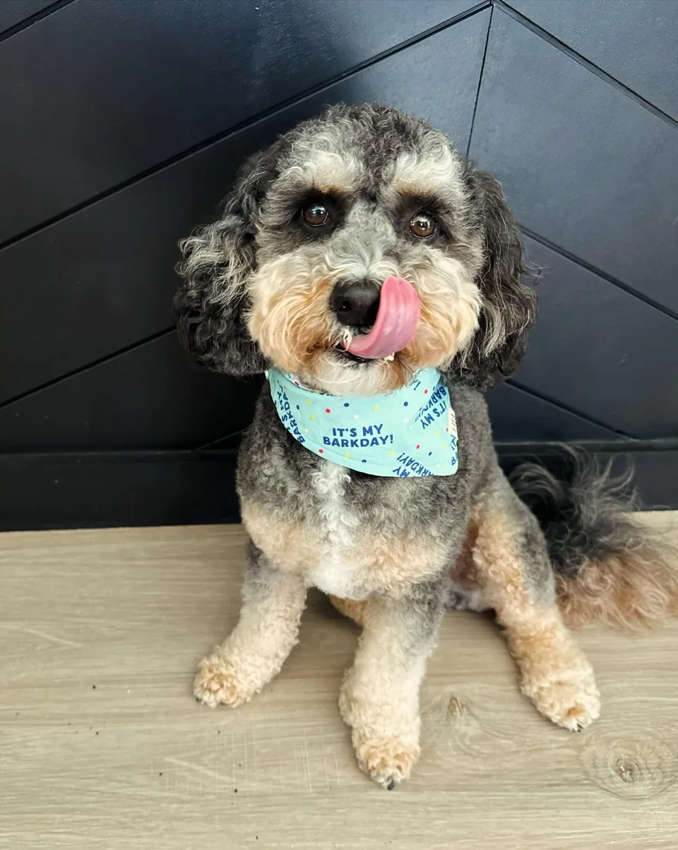 Griffey, a black tri color mini Bernedoodle, wearing a birthday bandana
