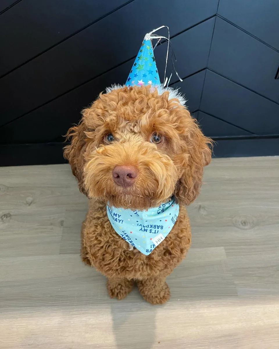 Otis, a gold mini Bernedoodle, wearing a party hat and birthday bandana